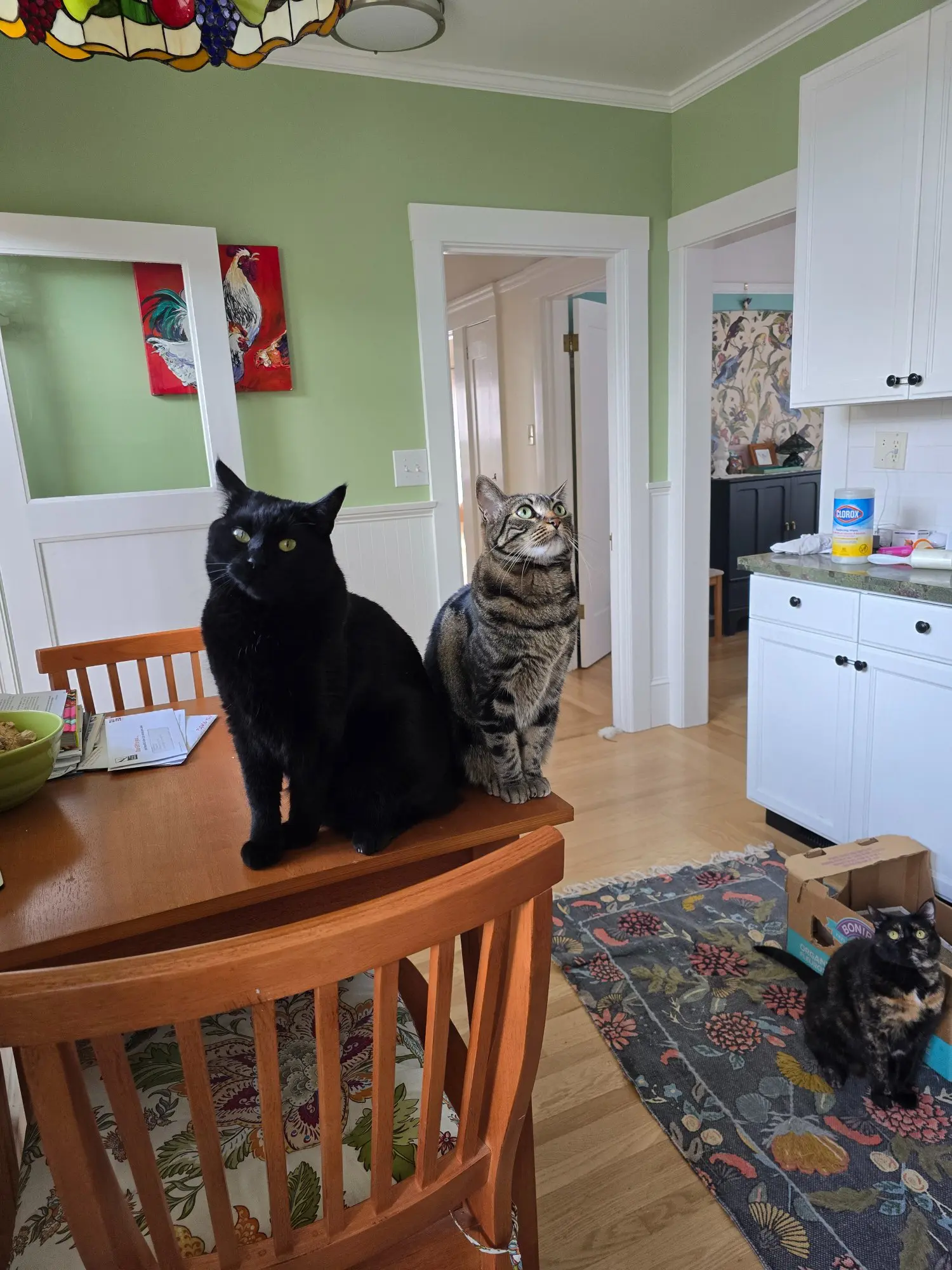 Two cats sitting on a wooden chair in a cozy kitchen.