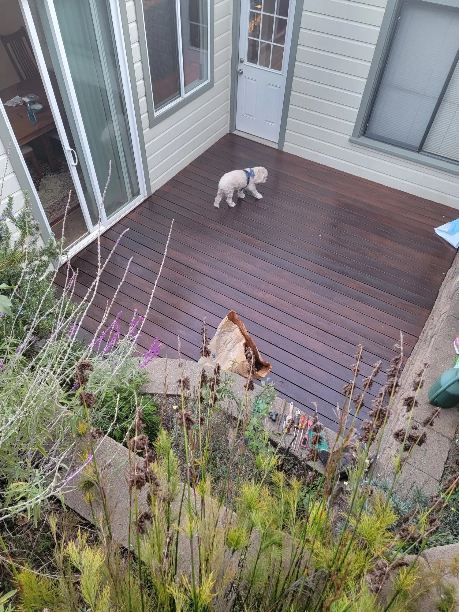 Dog and cat on a wooden deck outside a house.